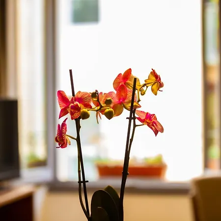 Apartment Nou3 *